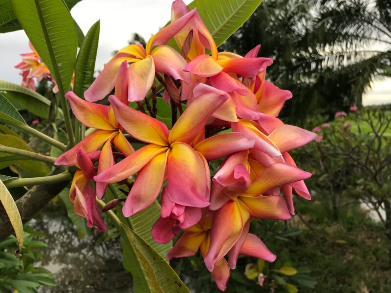 Banana Split- New for 2025 From Kukiat! HUGE FLOWERS! - Image 3