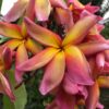 Banana Split- New for 2025 From Kukiat! HUGE FLOWERS! - Image 4