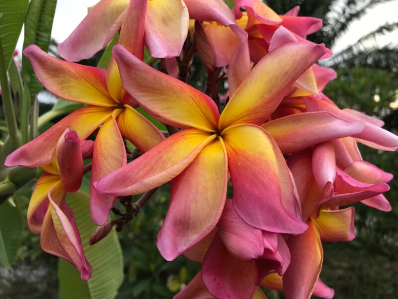 Banana Split- New for 2025 From Kukiat! HUGE FLOWERS! - Image 4