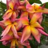 Banana Split- New for 2025 From Kukiat! HUGE FLOWERS! - Image 5