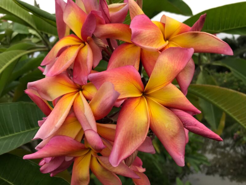 Banana Split- New for 2025 From Kukiat! HUGE FLOWERS! - Image 5
