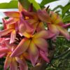 Banana Split- New for 2025 From Kukiat! HUGE FLOWERS! - Image 6