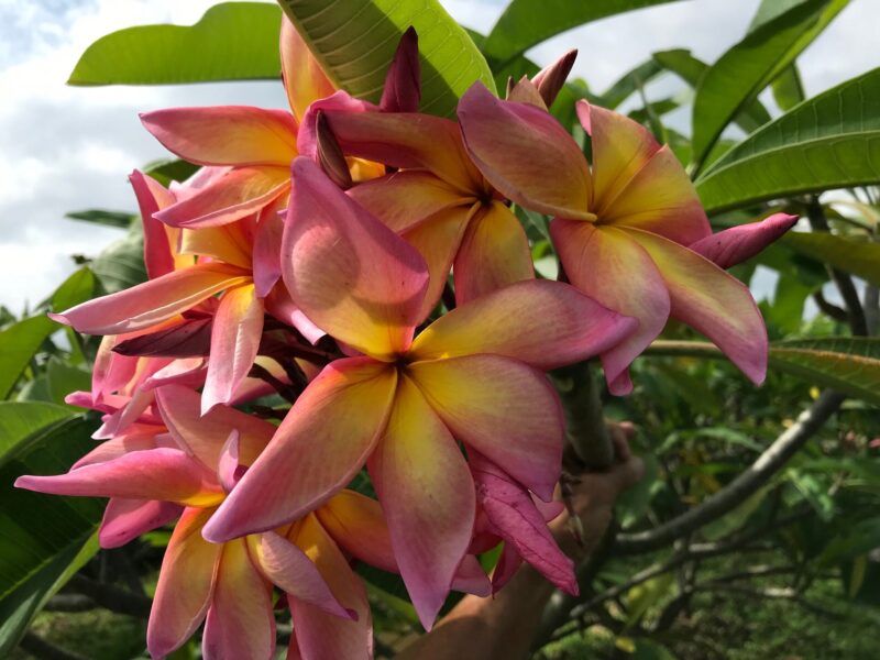 Banana Split- New for 2025 From Kukiat! HUGE FLOWERS! - Image 6