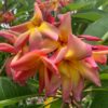 Banana Split- New for 2025 From Kukiat! HUGE FLOWERS! - Image 7