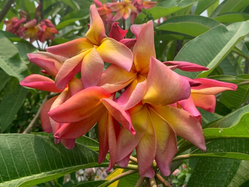 Banana Split- New for 2025 From Kukiat! HUGE FLOWERS! - Image 7