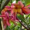 Banana Split- New for 2025 From Kukiat! HUGE FLOWERS! - Image 8