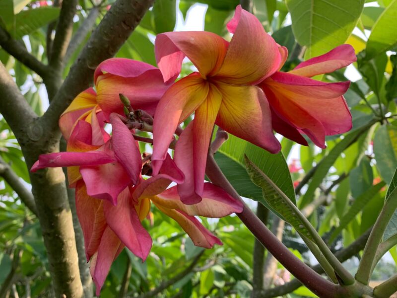 Banana Split- New for 2025 From Kukiat! HUGE FLOWERS! - Image 8