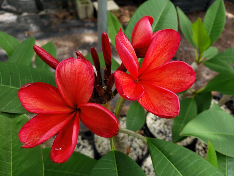 Bangkok Fire- Intense Fragrance & Fiery Color! - Image 2
