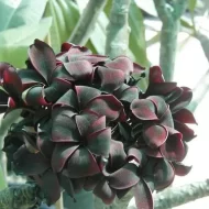 Manop's Black/Black Manop  -Last One! ROOTED not Grafted!