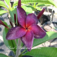 Black Purple-- Rooted Plants------(NOT GRAFTED) !
