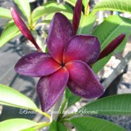 Black Purple- 5 Seeds- VERY RARE!