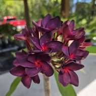 Black Purple-- ROOTED Plumeria Plant. NOT Grafted.