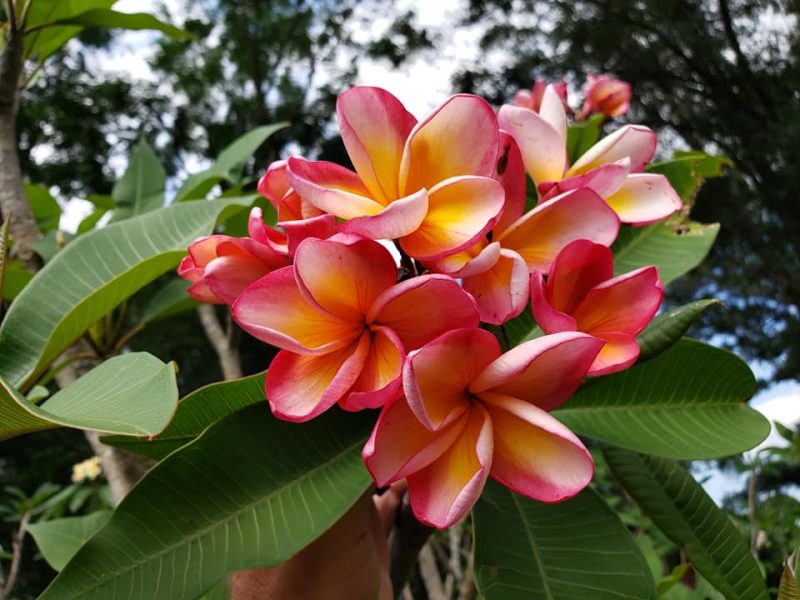 Bogor Peachy Pink