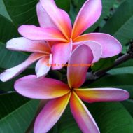 Bud's Sally- 5 seeds