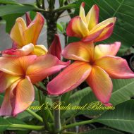 Butterfly Gold- Rare Find!- 5 Seeds