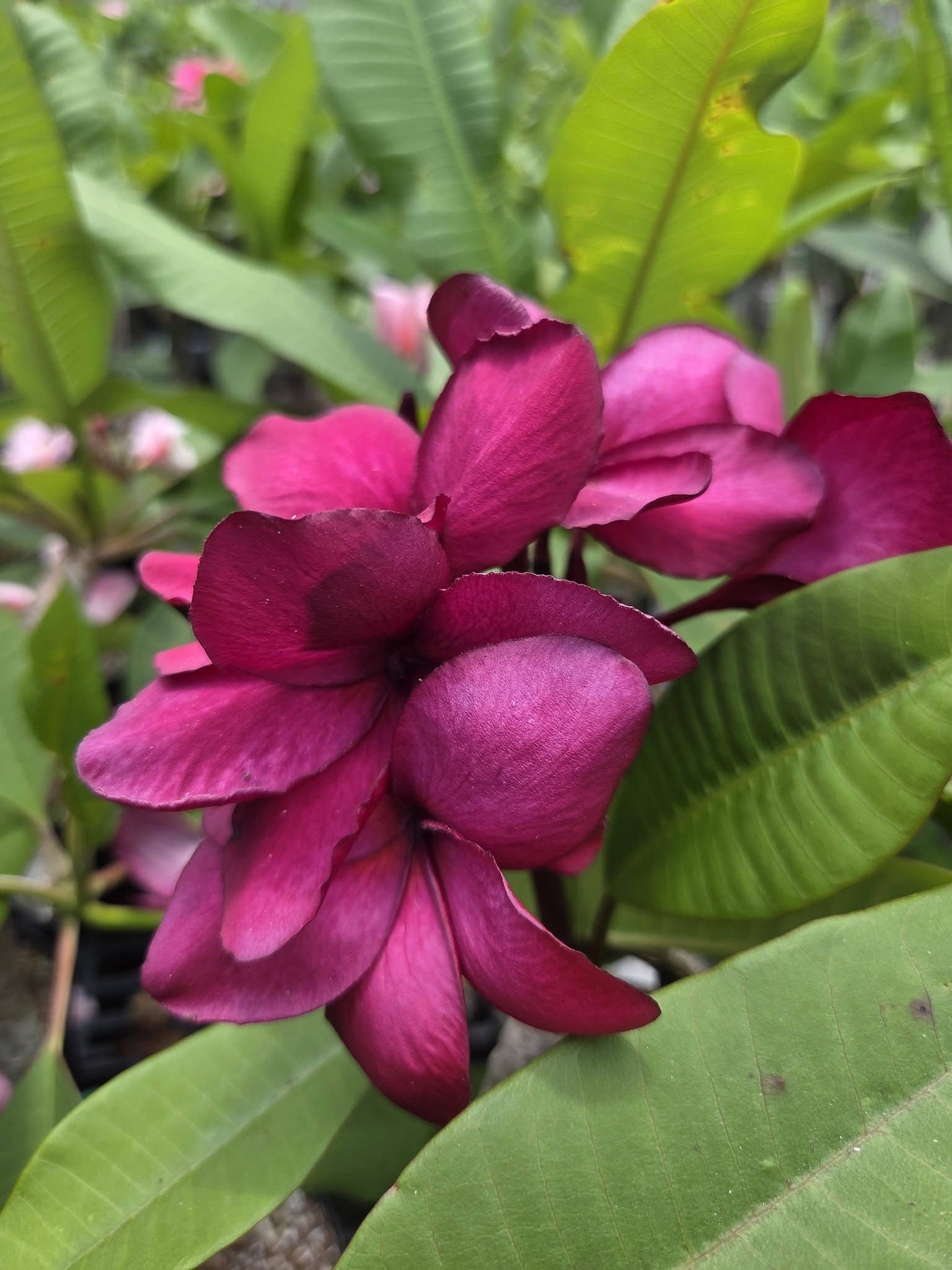 Cajun Spice- Rooted Plumeria Plant (Not grafted) - Image 6