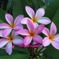 Cancun Pink- 5 seeds