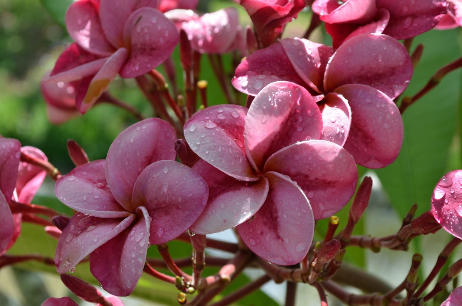 Carousel Brad's Buds and Blooms