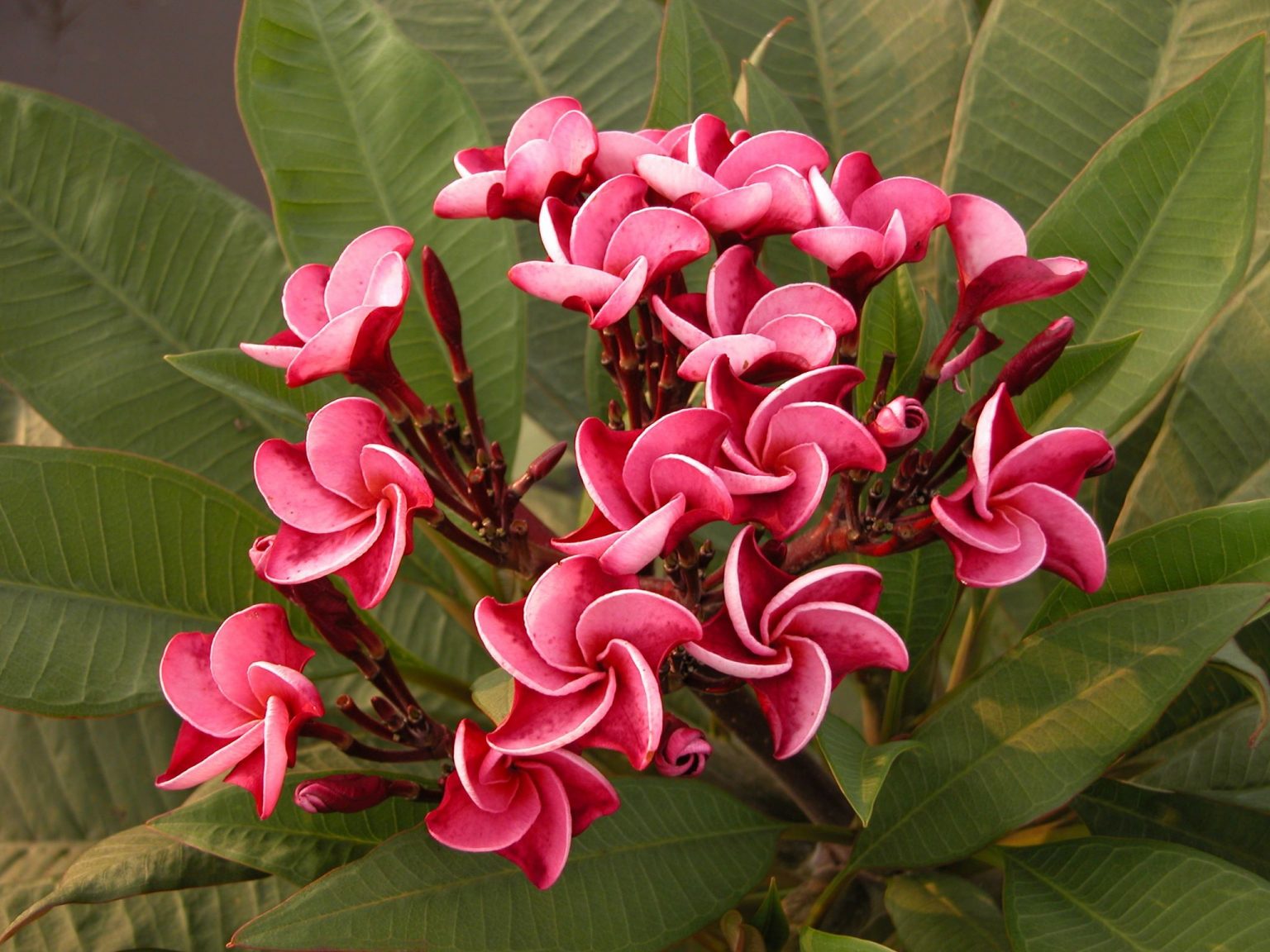 Carousel Brad's Buds and Blooms