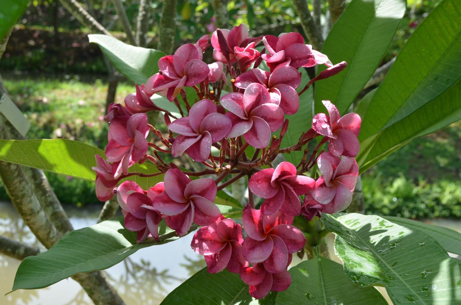 Carousel Brad's Buds and Blooms
