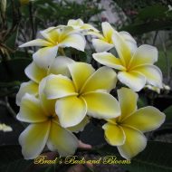 Celadine