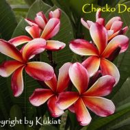 Chocko Delight- 5 Seeds