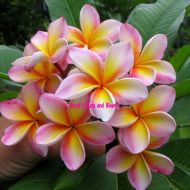 Chompoo Paan- 50 Seeds