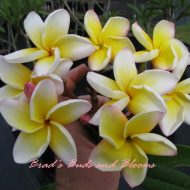 Cindy Moragne- 50 Seeds