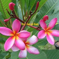 Cleone- Pendulant Aussie-  10 Seeds