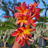 Confetti (aka Barbados Showgirl)