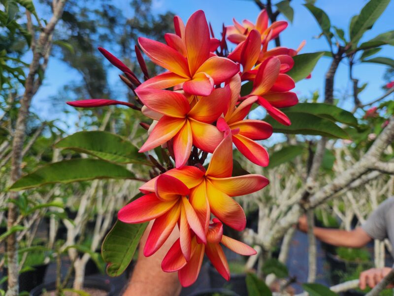Confetti (aka Barbados Showgirl)