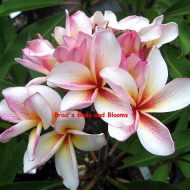 Coral Cream-  Rare seeds!  5 Seeds