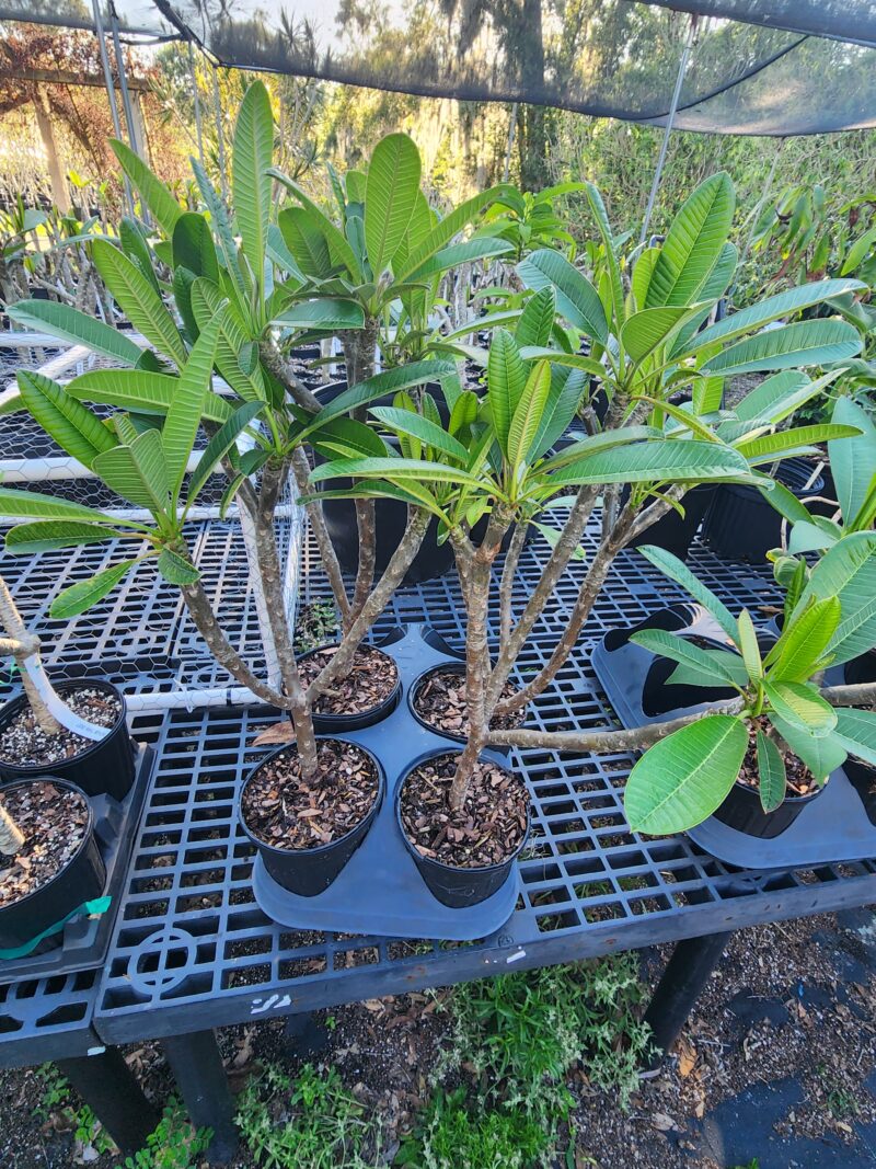 Dwarf Dr. Richard Criley (Rainbow)- Large Rooted Plants with Multi-tips! - Image 2