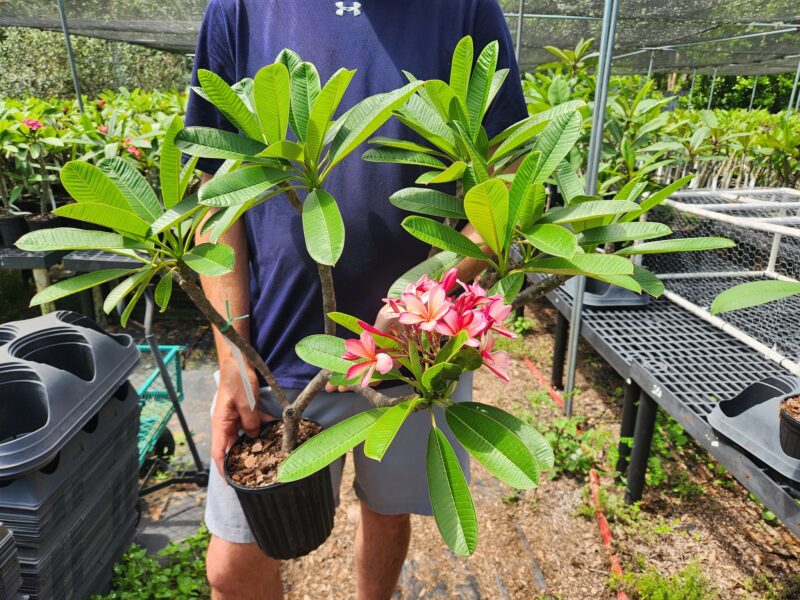 Dwarf Dr. Richard Criley (Rainbow)- Large Rooted Plant with 13 Tips! - Image 6