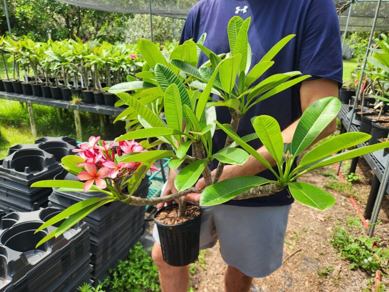 Dwarf Dr. Richard Criley (Rainbow)- Large Rooted Plant with 13 Tips! - Image 4