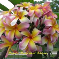 Curly Temple (OZ)- 9 Seeds-- VERY RARE