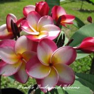 Danai's Delight- 5 Seeds-LIMITED!