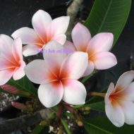 Defel  - A Uncommon Beauty!