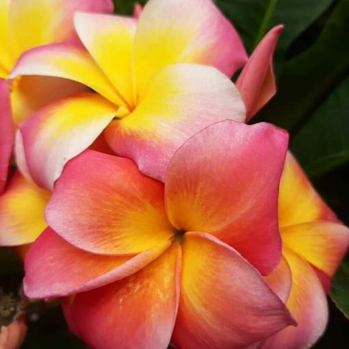 Products Page 2 Brad's Buds and Blooms