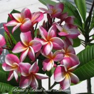 Divine-- 5 Seeds--True Dwarf Plumeria!