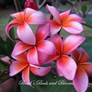 Dolly Parton- Single Tip Cutting