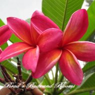 Donald Angus- 5 Seeds