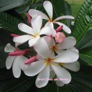 Dwarf Singapore Pink- 5 Seeds