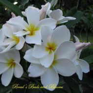 Dwarf Deciduous--HUGE 5 "Flowers- FRAGRANT!