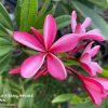 Dwarf Hot Pink- New for 2023