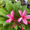 Dwarf Hot Pink- New for 2023 - Image 2