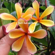 Dwarf Orange Singapore--RARE BEAUTY