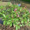 Dwarf Pink Fairy- Miniature Sized Plumeria! - Image 3