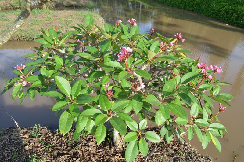 Dwarf Pink Fairy- 5 Seeds - Image 2