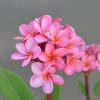 Dwarf Pink Fairy- Miniature Sized Plumeria!
